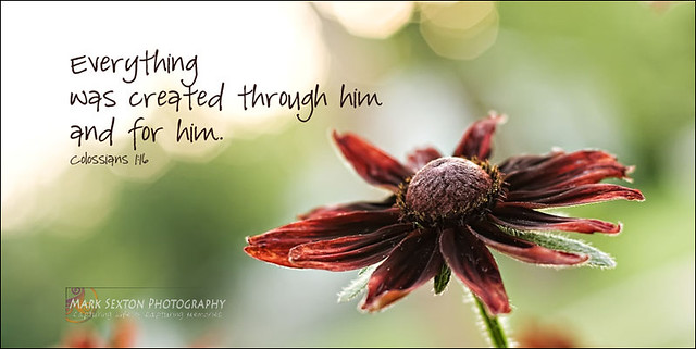 Cherry Brandy Rudbeckia ~ Colossians 1:16