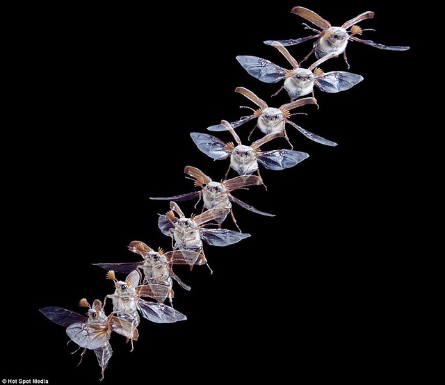 Amazing photos capture split-second movements of animals leaping and flying... in a single frame  1
