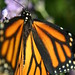 monarchs flight day_131