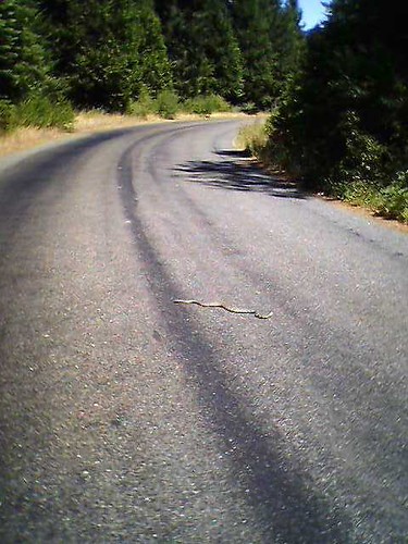 Gopher snake in the road
