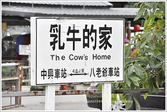 台南—印象不好的「乳牛的家」農場（可可5.2ys+樂樂5m）