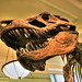 New York City USA - American Museum of Natural History - Tyrannosaurus Rex 05