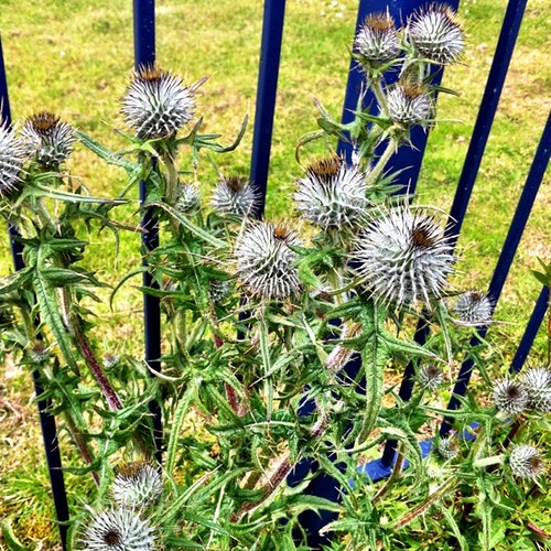 050611_ thistles by Headphonaught