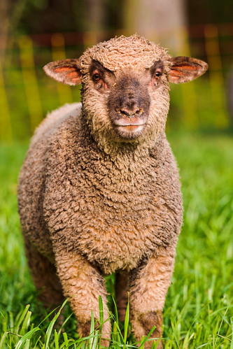 フリー写真素材|動物|哺乳類|羊・ヒツジ|