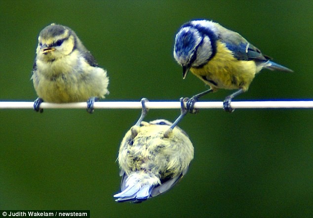 Mum watches in amazement as bird on a wire gets in a spin on the washing line  1