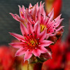 Blüte einer roten Hauswurz - Red Houseleek Blossom