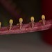 Bulbophyllum falcata – Lisa Humphreys