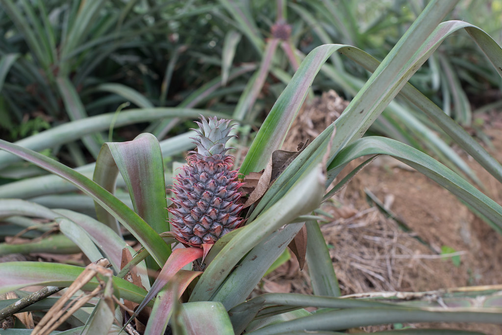 Pineapples growing by the road