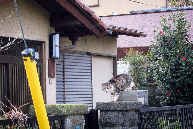 Today's Cat@2012-04-21