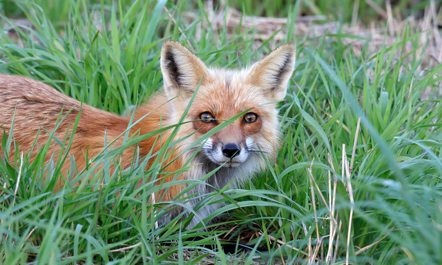 Red Fox by Steve Gifford