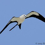Swallow-tailed Kite (Elanoides forficatus) in flight