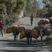 Muitas mulas que são usadas no transporte de pessoas e carga