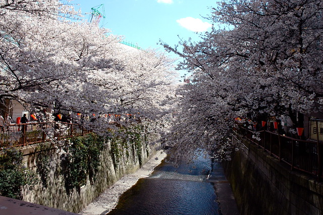 桜＠目黒川