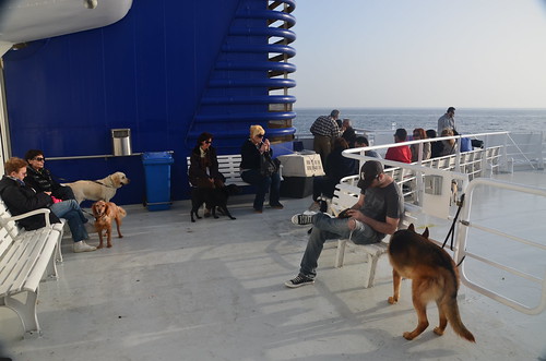 Dogs on the ferry to Milos.
