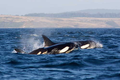 Orca Family by DrTH80, on Flickr