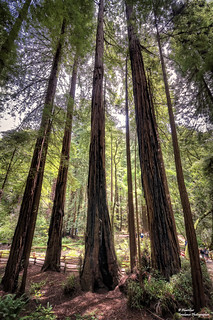 Sequoias in Muir Woods National Monument (II). San Francisco (California)