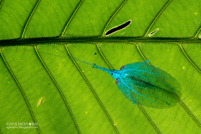 Katydid (Tettigoniidae) - DSC_9438