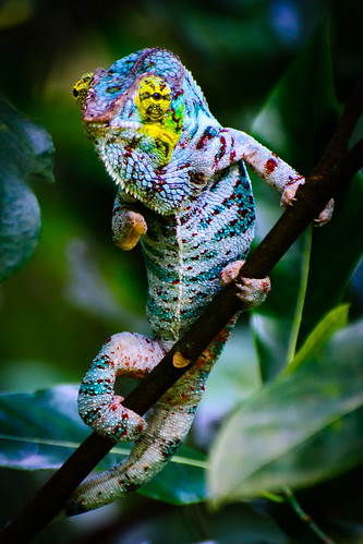 Panther Chameleon ©  kuhnmi