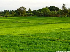 Amanece en los campos de arroz • <a style="font-size:0.8em;" href="http://www.flickr.com/photos/92957341@N07/9164261225/" target="_blank">View on Flickr</a>