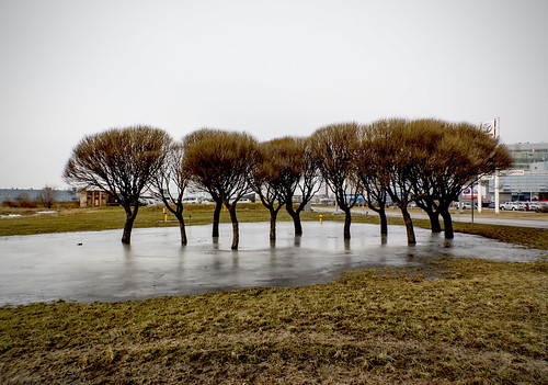 Trees at the Watering Hole ©  Konstantin Malanchev