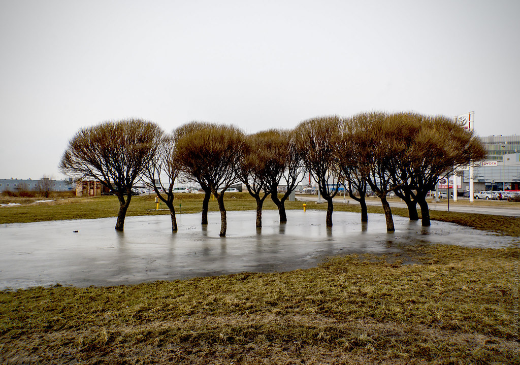 : Trees at the Watering Hole