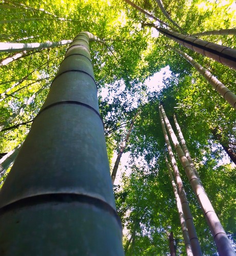 Bamboo