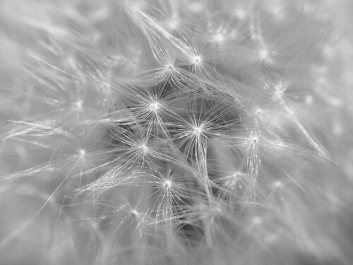 Dandelion macro ©  kryshen