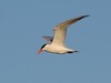 Caspian Tern (breeding adult) North Point Marina Lake County IL June 2011 FB0408 IMG_4304