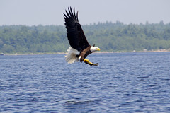 Bald Eagle over 4th Machias Lake
