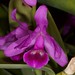Cattleya bowringiana – Anita Spencer