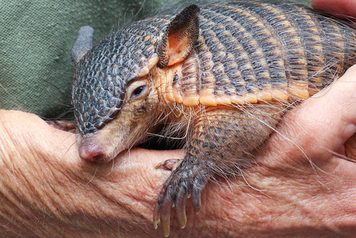 Screaming Armadillo to Tired to Scream by Mark Dumont, on Flickr