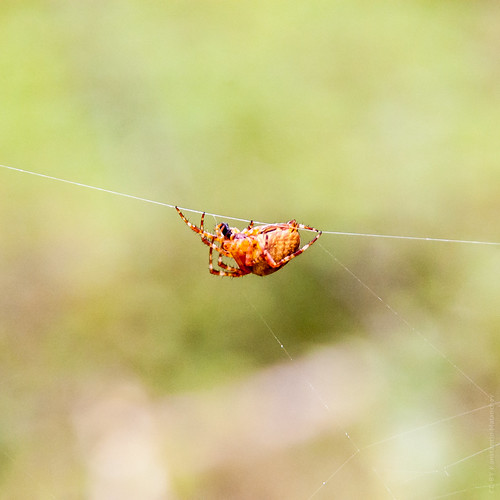 Karelian Red Spider ©  Konstantin Malanchev