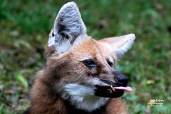 Adult Male Maned Wolf