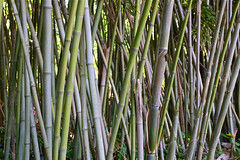  landscaping bamboo vegetation nationalzoo mondmann fujifilmx100s