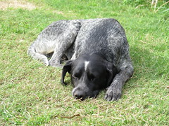 Pépé, un des chiens de la maison et le meilleur ami de Manu <a style="margin-left:10px; font-size:0.8em;" href="http://www.flickr.com/photos/83080376@N03/17384811464/" target="_blank">@flickr</a>