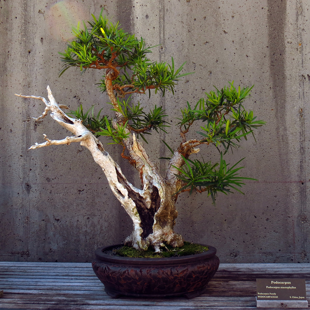 Podocarpus by BlueRidgeKitties, on Flickr