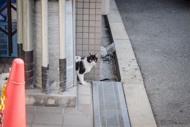 Today's Cat@2013-05-31