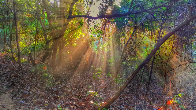 Morning Rays Through The Woods