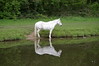 White horse by the Leeds and LIVERPOOL Canal at Calverley