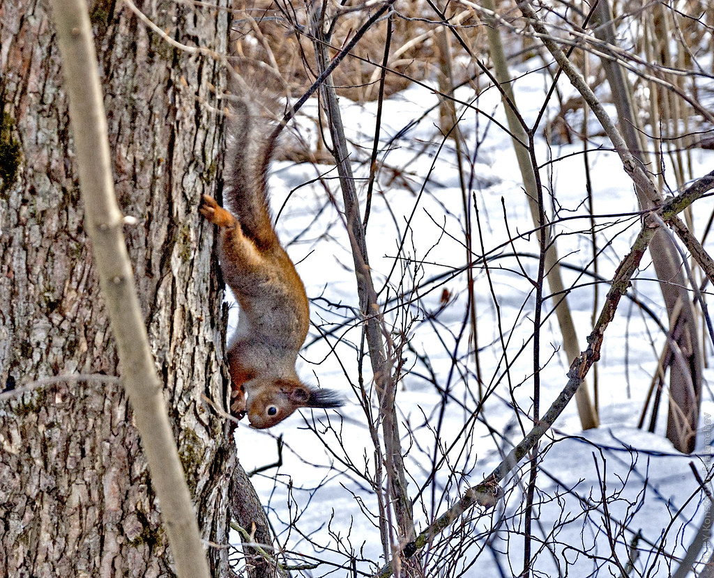 : Squirrel in Pulkovo