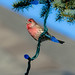 House Finch in Lights