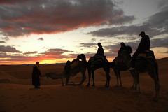 Camels at sunset