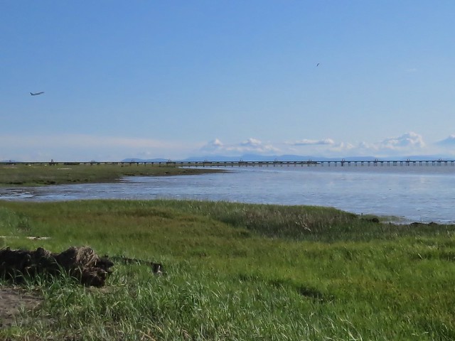 TIDAL marshes at YVR and Iona Beach.