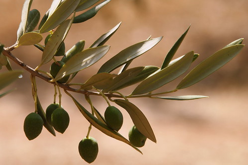olivier ©  OliBac