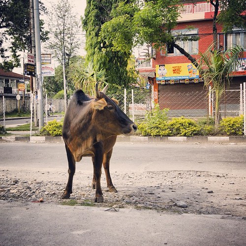   ... 2009   ...     #Travel #Memories #2009 #Pokhara # #Nepal   ...     #Strike #Banda #Empty #Road #Cow ©  Jude Lee