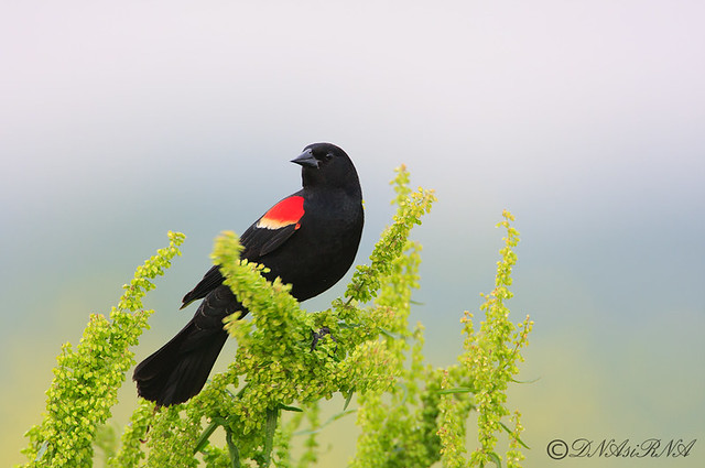 IMG_8556-red-winged-blackbird