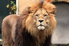 African Lion 'Bandele'
