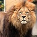 African Lion 'Bandele'