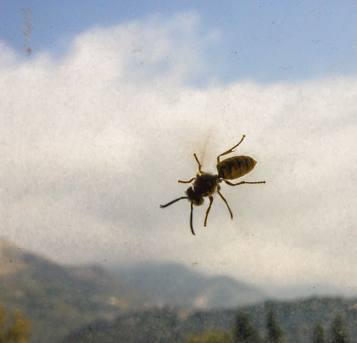 Wasp against the background of a dirty window and montenegro mountains -  ©  Raymond Zoller