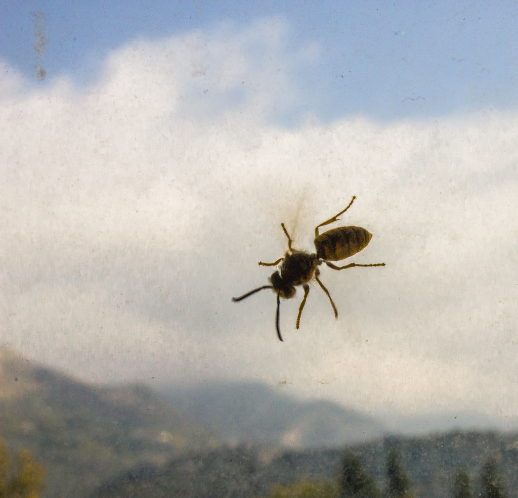 : Wasp against the background of a dirty window and montenegro mountains -        